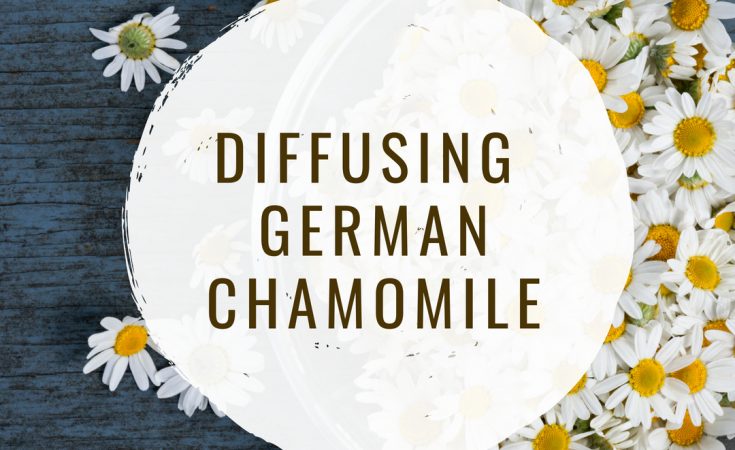 Diffusing German Chamomile, text overlay over a bowl of chamomile flower heads